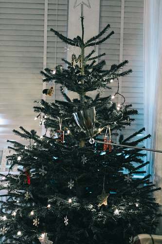 ornament green christmas tree with baubles and string lights plant